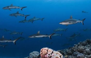 8 Night Rangiroa Dive Adventure (3*)