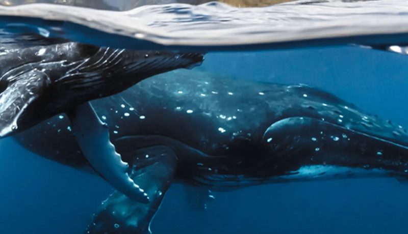 7 Night Dive and Whale Watch Adventure