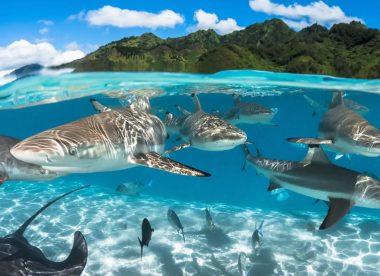 7 Night Dive and Whale Watch Adventure