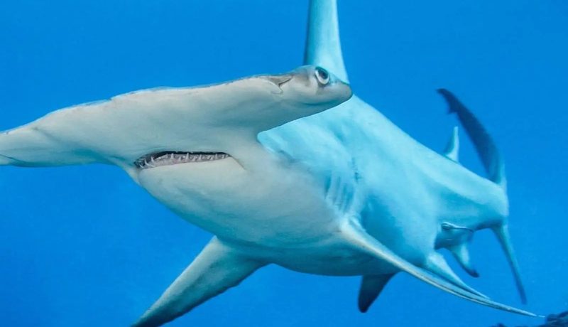 8 Night Rangiroa Dive Adventure (3*)