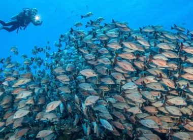 8 Night Rangiroa Dive Adventure (3*)