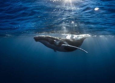 Whale Watching and Polynesian Paradise