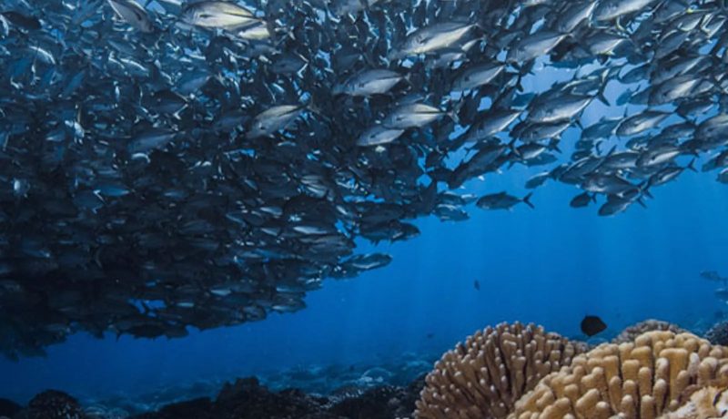 8 Night Fakarava Dive Adventure