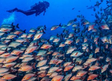 8 Night Fakarava Dive Adventure