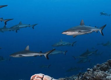8 Night Fakarava Dive Adventure