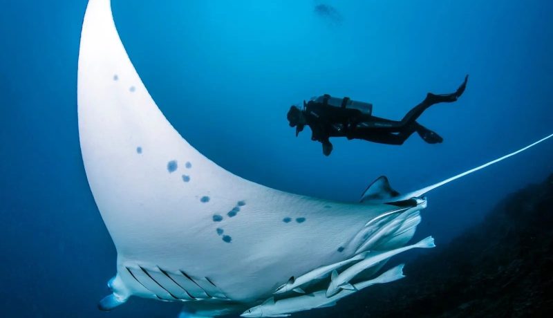 100% Diver paradise