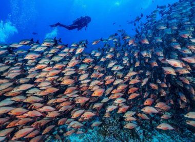 100% Diver paradise