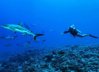 100% Diver paradise