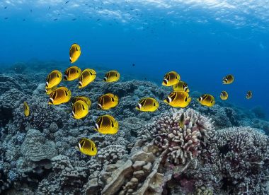 Diving the Tuamotu Treasures