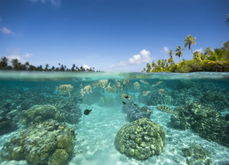 Coral Garden on Taha'a © Grégoire Le Bacon