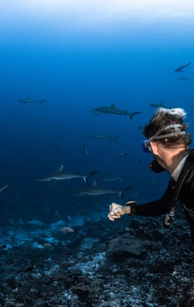 Shark wall diving ©Grégory Lecoeur