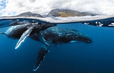Tahiti’s Natural Heritage