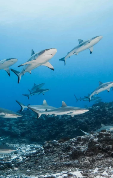 School of sharks© Bernard Beaussier