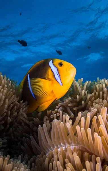 Fish of The Islands of Tahiti © Grégory Lecoeur