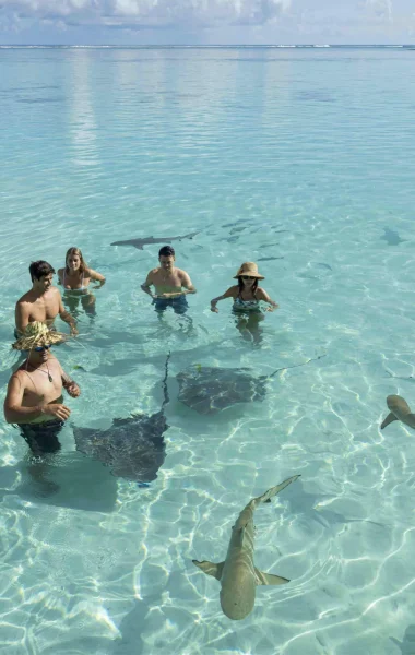 Baignade avec raies et requins © Grégoire Lebacon