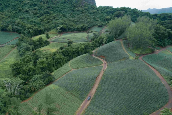 La route des ananas ©_Tahiti Fly Shoot