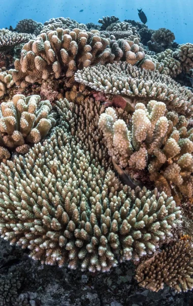 Tahiti Et Ses Îles offrent une diversité marine exceptionnelle ©Grégory Lecoeur