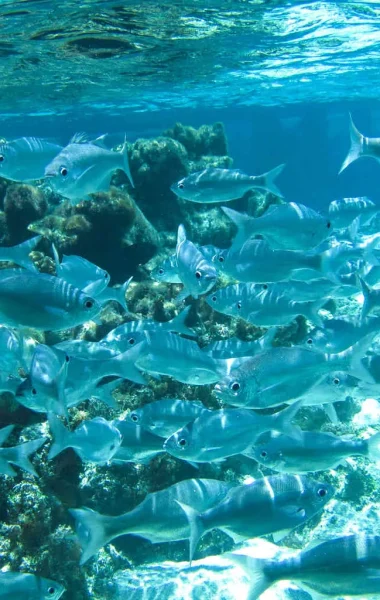 Banc de poisson du lagon © Tahiti Tourisme