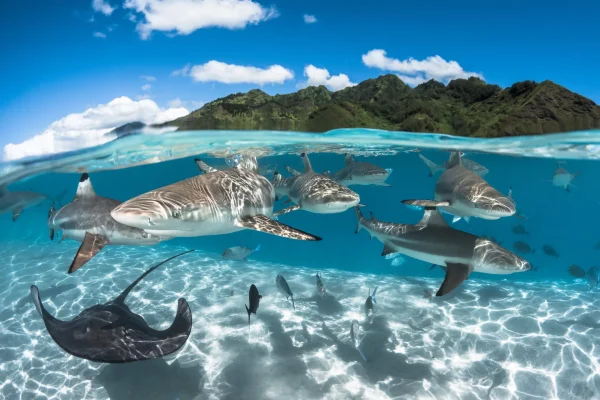 Raies et requins de Moorea © Grégory Lecoeur
