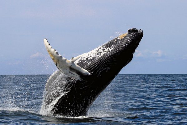 Whale jumping out of the water c Tahiti Tourisme