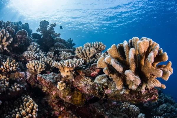 Best Islands for Diving