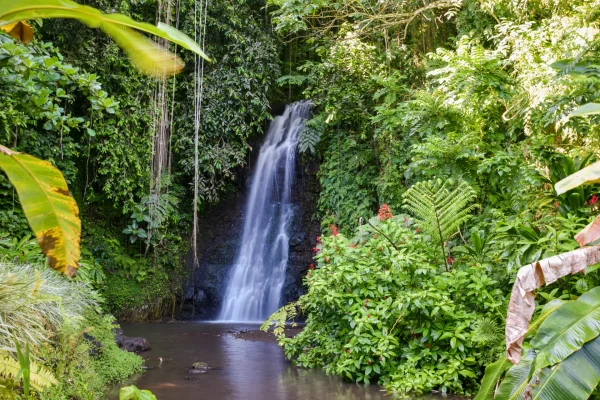 Vaipahi water gardens © Stéphanie Mailion / Service du Tourisme