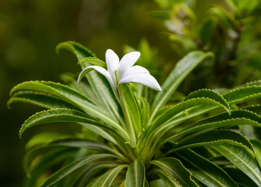 The Tiare Apetahi, an endemic flower of Raiatea © Philippe Bacchet