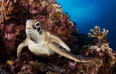 Diving in Fakarava