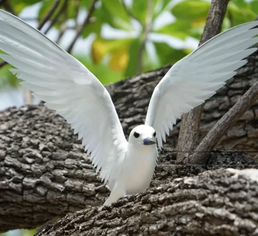 Birdwatching in Tetiaroa © Lei Tao