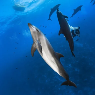 Observation de dauphins © Greg Lecoeur