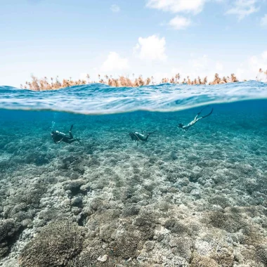 Plongée à Fakarava © Alexandre Voyer