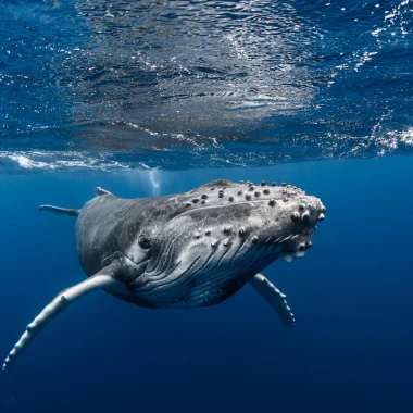 Whale watching © Grégory Lecoeur