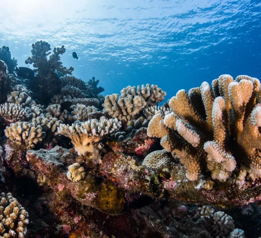 Diving in Rurutu