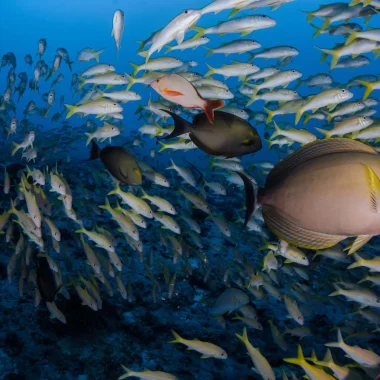 Fakarava's marine life © Frédérique Legrand