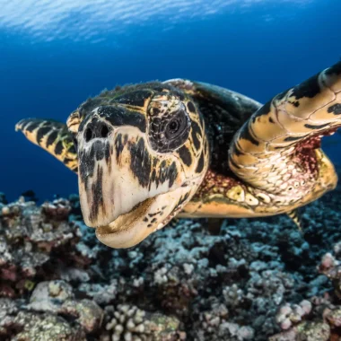 View of a turtle © Grégory Lecoeur