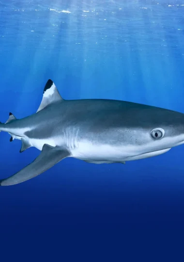 Diving Holidays in The Islands of Tahiti