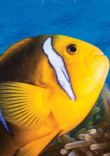 Diving Holidays in The Islands of Tahiti