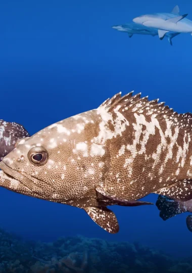 Diving Holidays in The Islands of Tahiti