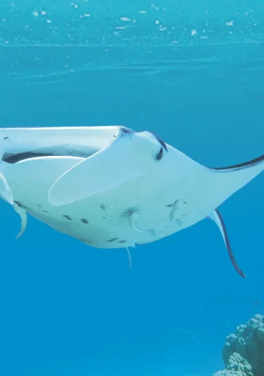 Diving Holidays in The Islands of Tahiti
