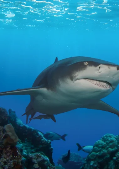 Diving Holidays in The Islands of Tahiti