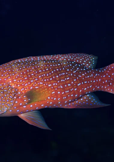 Diving Holidays in The Islands of Tahiti
